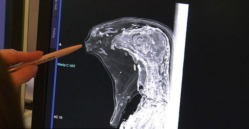 3000-year-old-child-like-mummy-thought-contain-human-remains-revealed-packed-grain1 - Copy 3000-year-old-child-like-mummy-thought-contain-human-remains-revealed-packed-grain1 - Copy